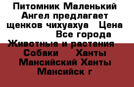 Питомник Маленький Ангел предлагает щенков чихуахуа › Цена ­ 10 000 - Все города Животные и растения » Собаки   . Ханты-Мансийский,Ханты-Мансийск г.